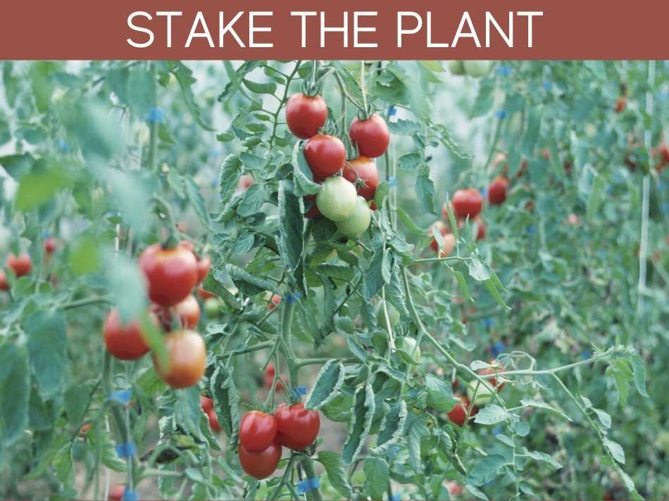 Stake The Plant