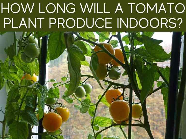 How Long Will Tomato Plants Produce? Greenhouse Today