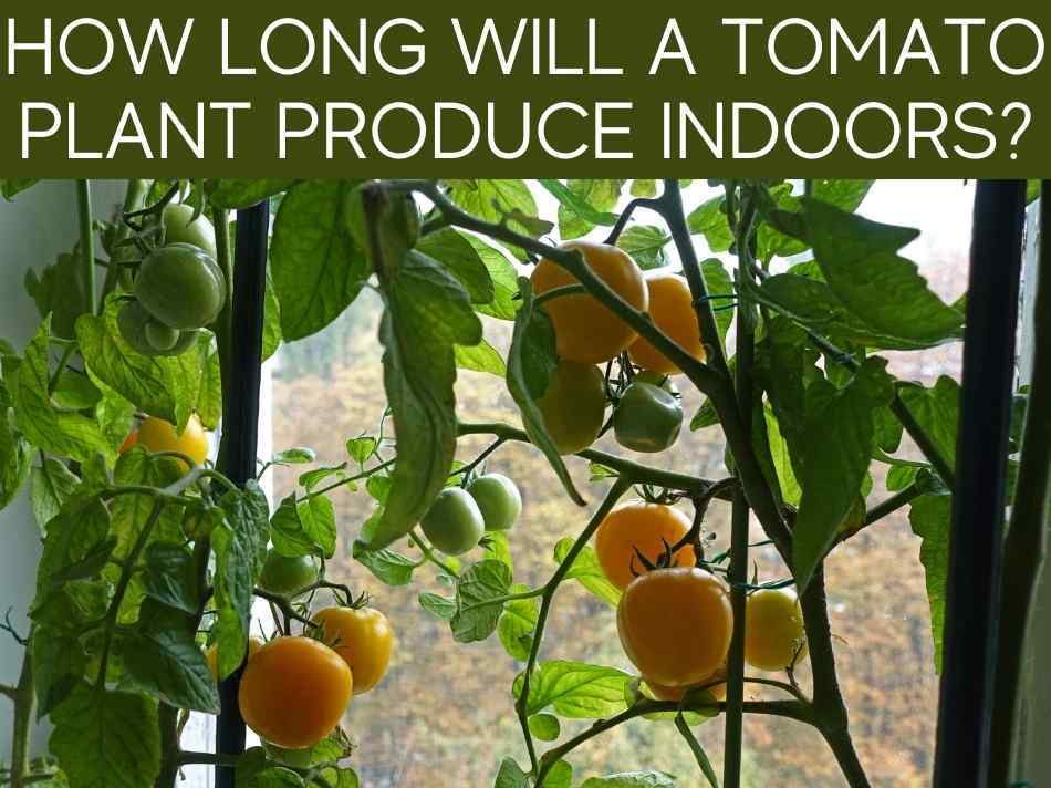 How Long Will A Tomato Plant Produce Indoors?