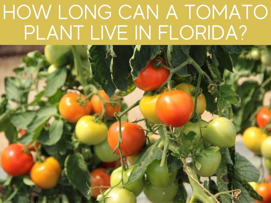 How Long Can A Tomato Plant Live In Florida?