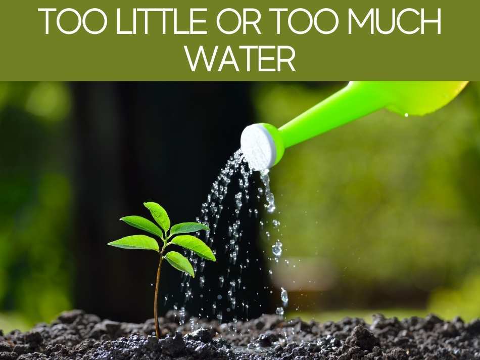 Too Little Or Too Much Water