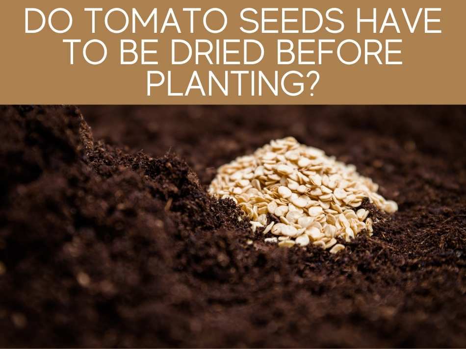 Do Tomato Seeds Have To Be Dried Before Planting?