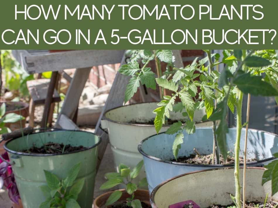 How Many Tomato Plants Can Go In A 5-Gallon Bucket?