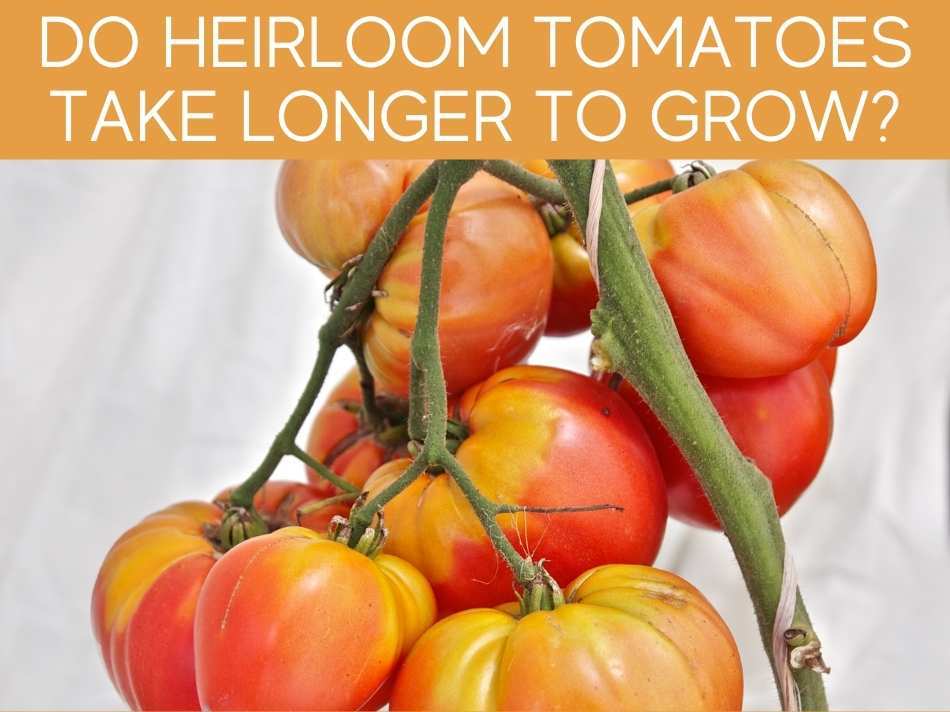 Do Heirloom Tomatoes Take Longer To Grow?