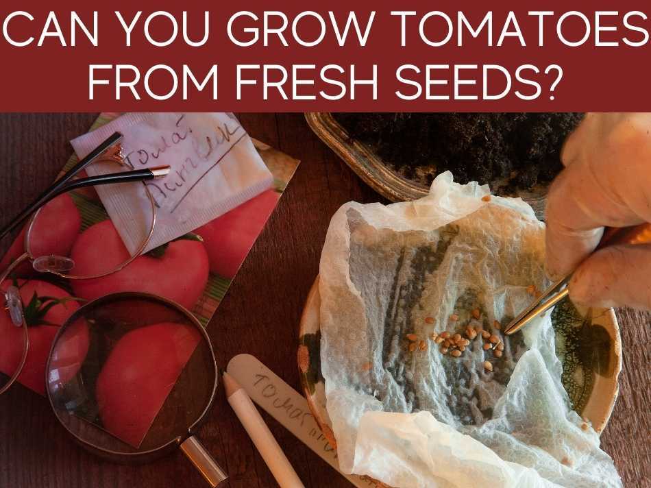 Can You Grow Tomatoes From Fresh Seeds?