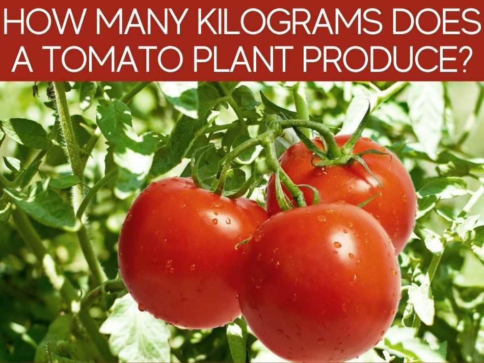 How Many Kilograms Does A Tomato Plant Produce?