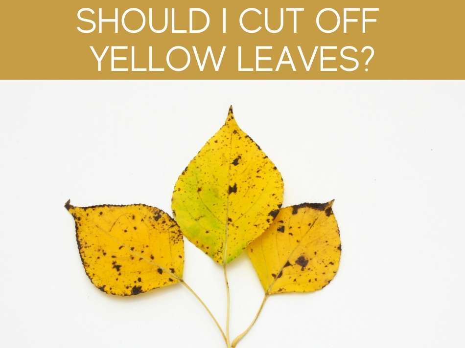 Should I Cut Off Yellow Leaves?