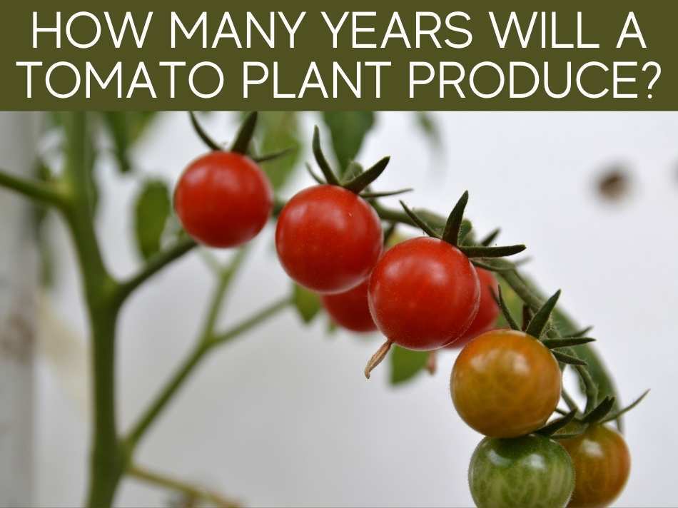 How Many Years Will A Tomato Plant Produce?