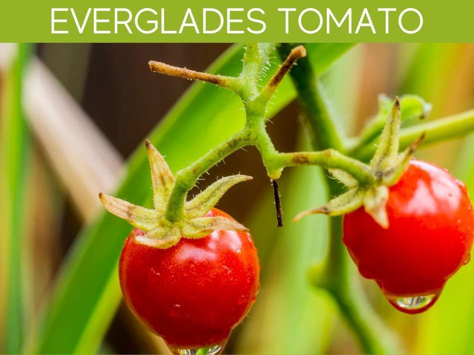 Everglades Tomato