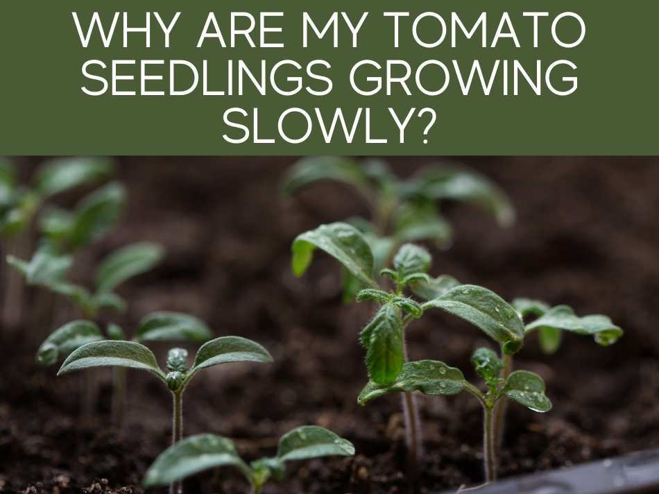 Why Are My Tomato Seedlings Growing Slowly?