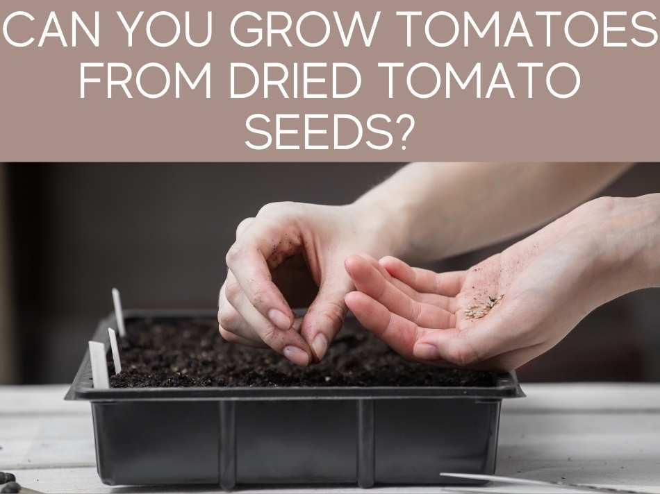 Can You Grow Tomatoes From Dried Tomato Seeds?