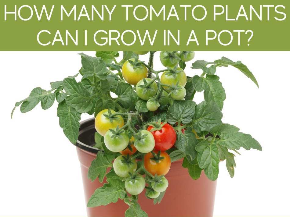 How Many Tomato Plants Can I Grow In A Pot?