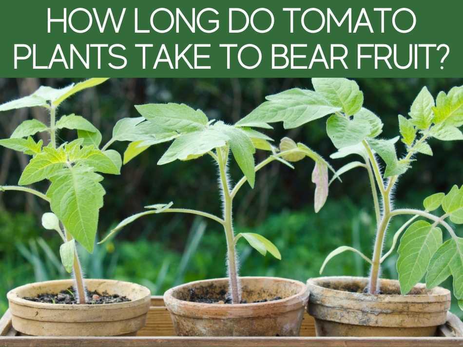 How Long Do Tomato Plants Take To Bear Fruit?