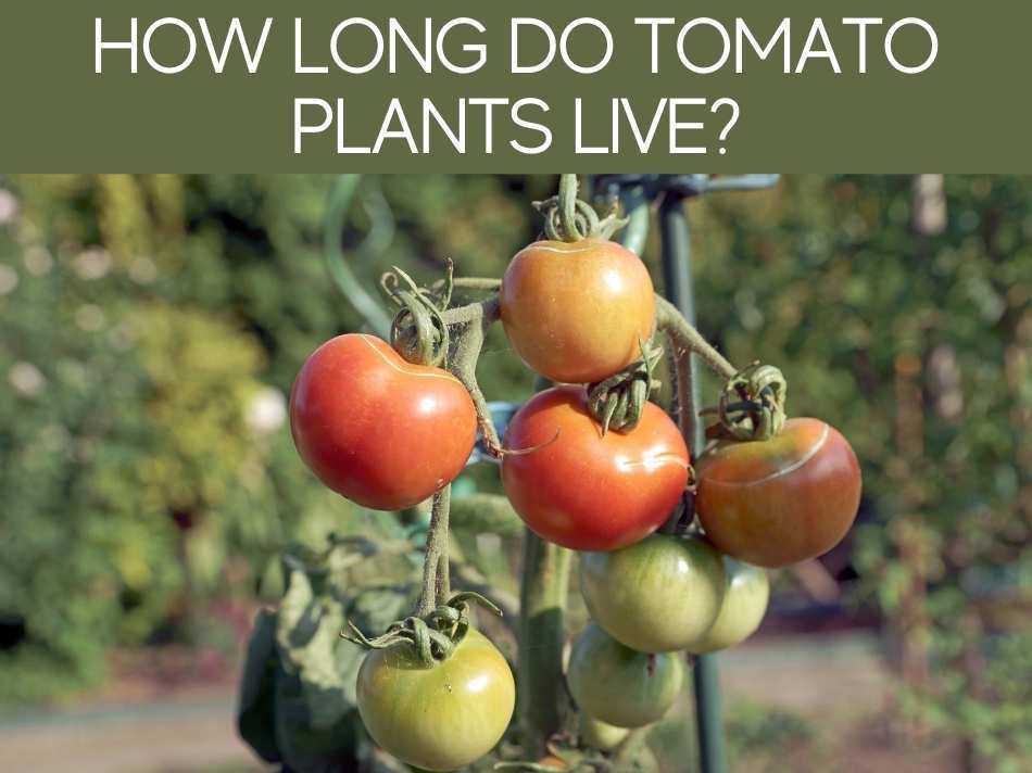 How Long Do Tomato Plants Live?