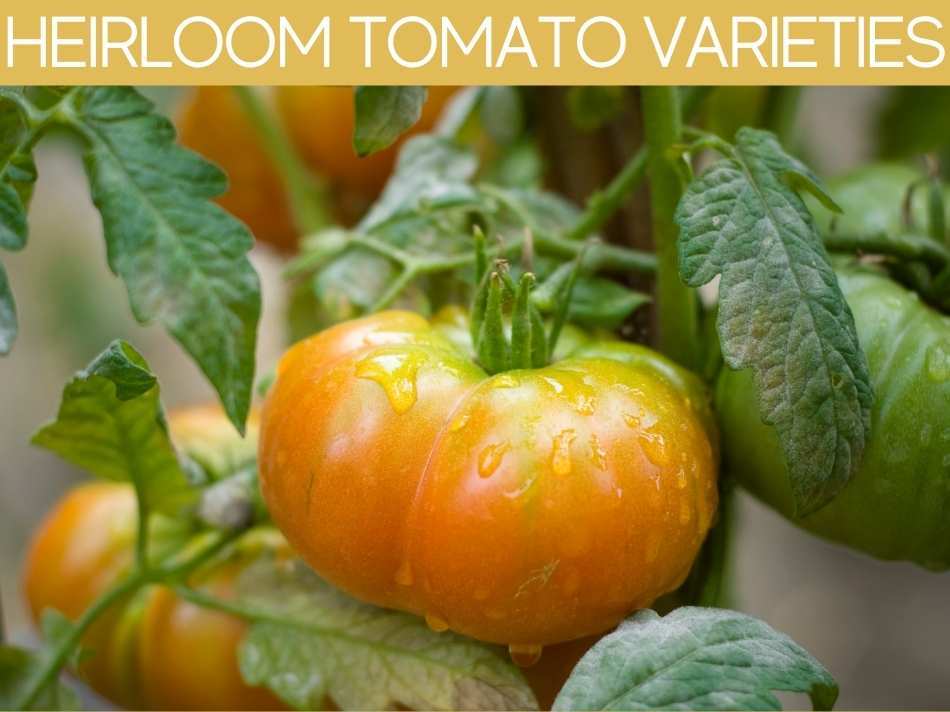 Heirloom Tomato Varieties