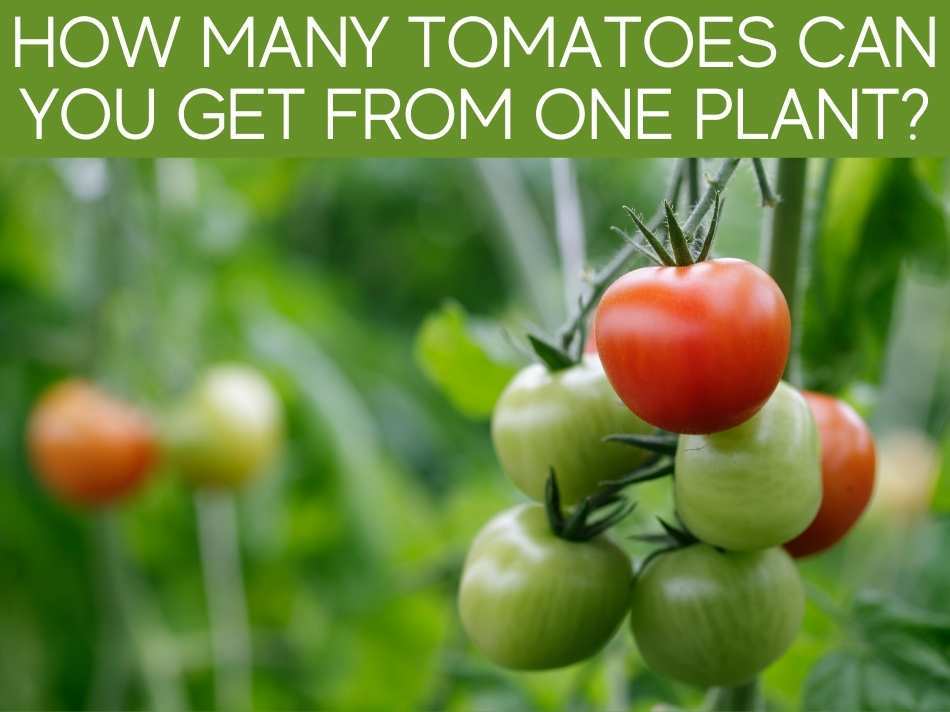 How Many Tomatoes Can You Get From One Plant?