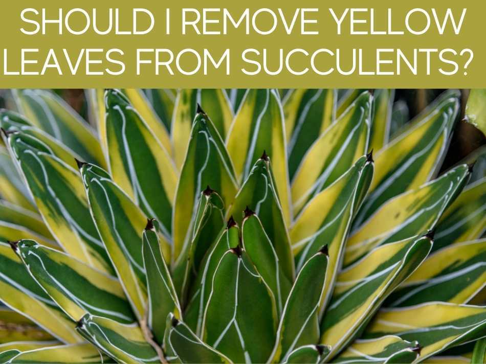 Should I Remove Yellow Leaves From Succulents?