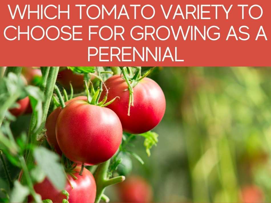 Which Tomato Variety To Choose For Growing As A Perennial