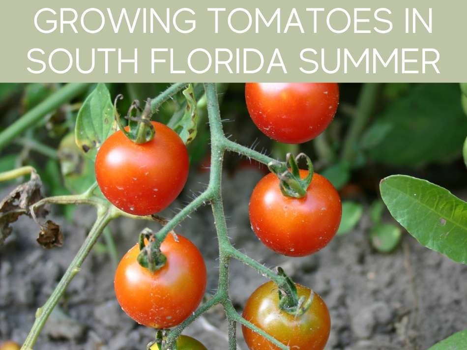 Growing Tomatoes In South Florida Summer