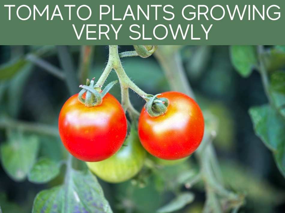 Tomato Plants Growing Very Slowly