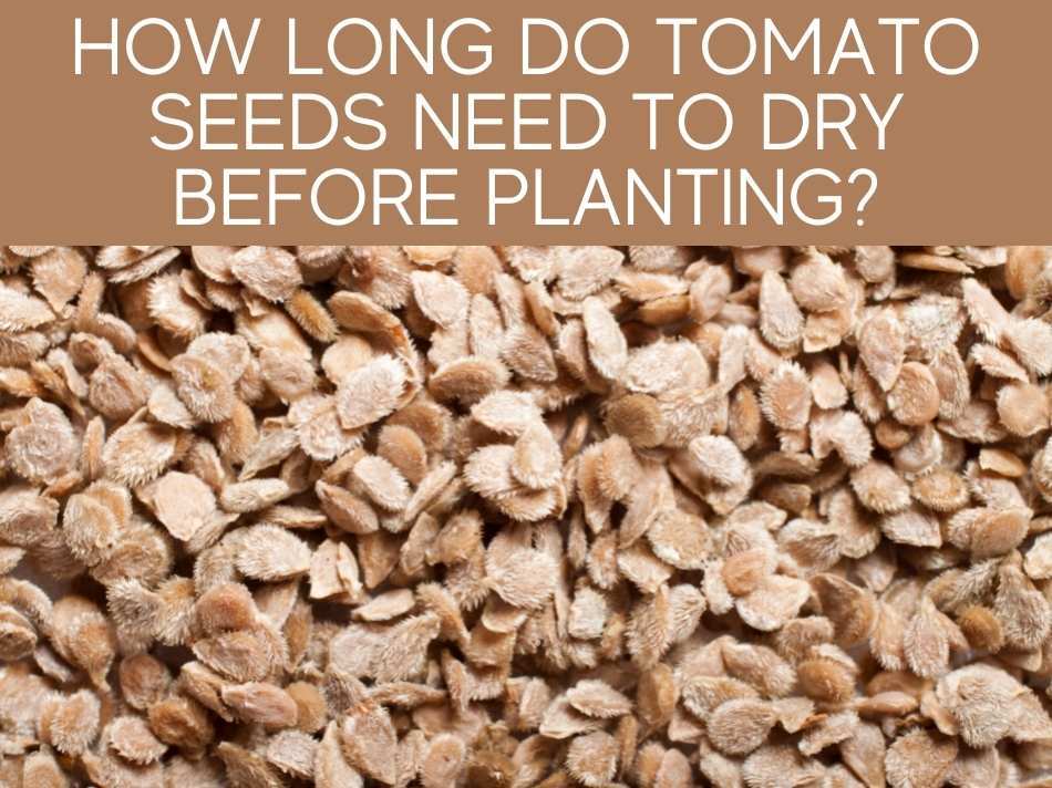 How Long Do Tomato Seeds Need To Dry Before Planting?