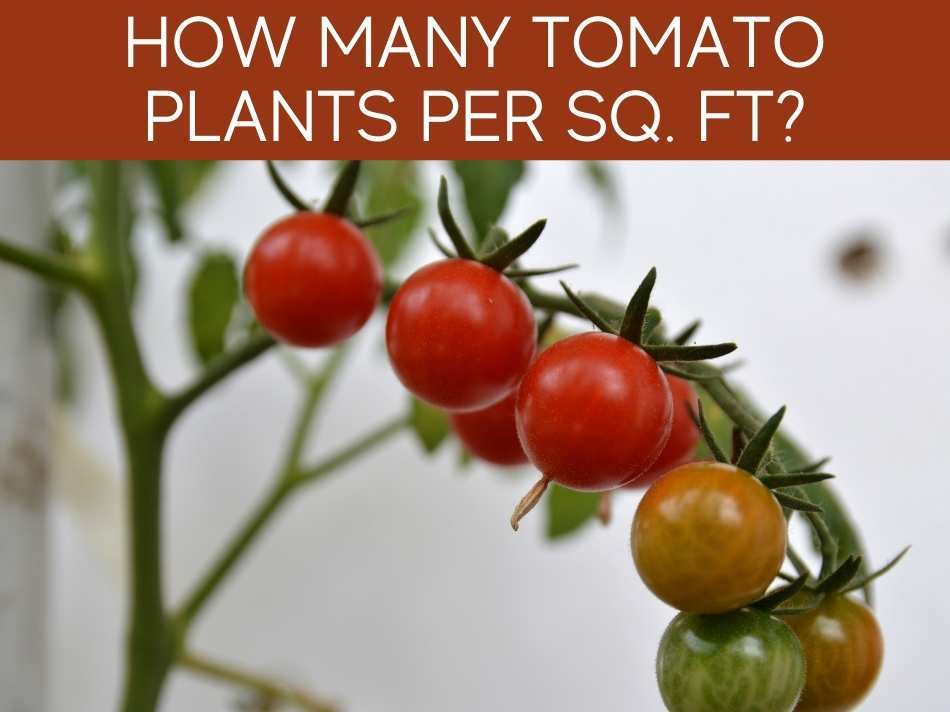 How Many Tomato Plants Per Sq. Ft?