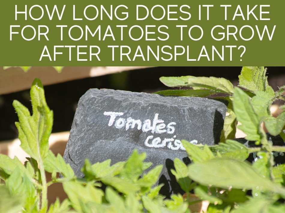 How Long Does It Take For Tomatoes To Grow After Transplant?