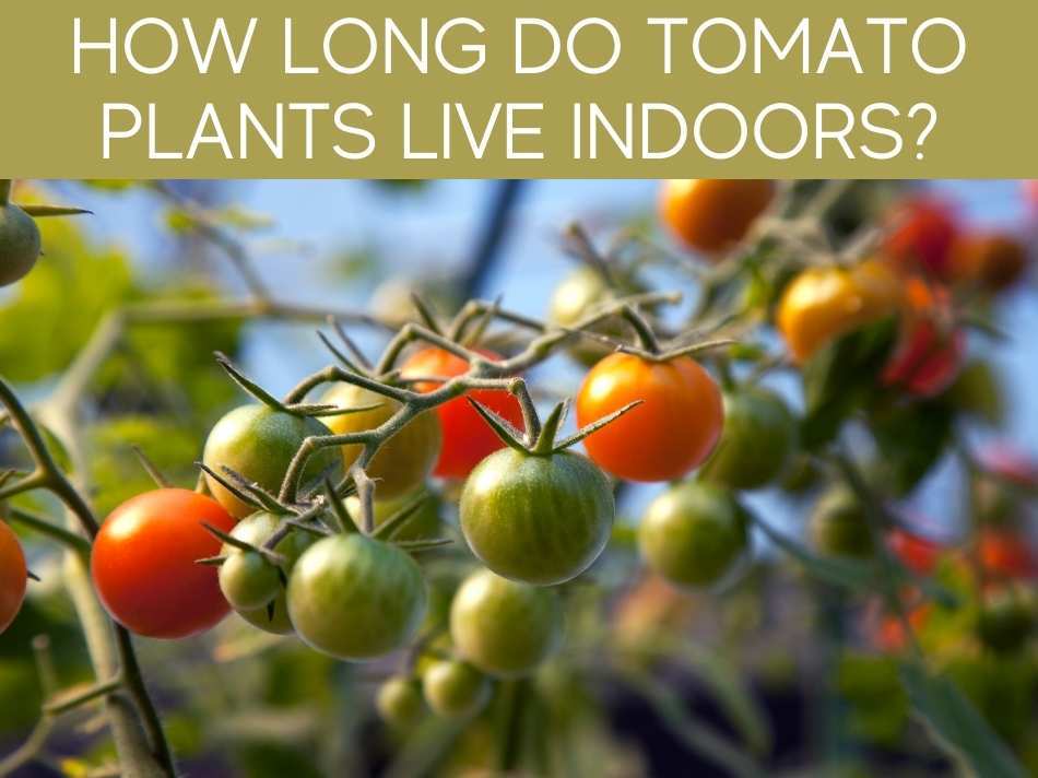 How Long Do Tomato Plants Live Indoors?