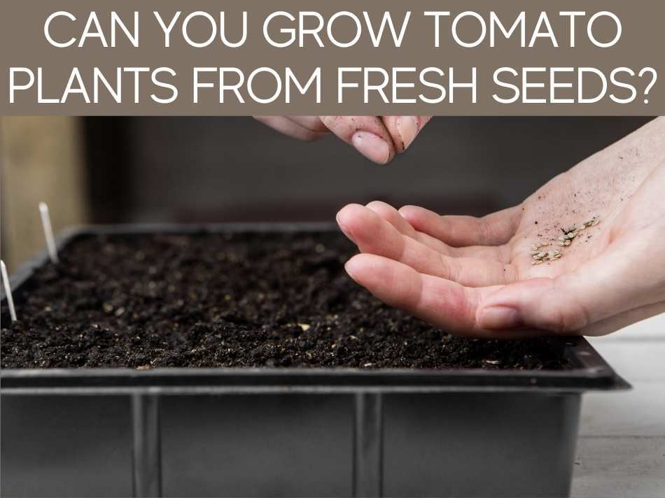 Can You Grow Tomato Plants From Fresh Seeds?