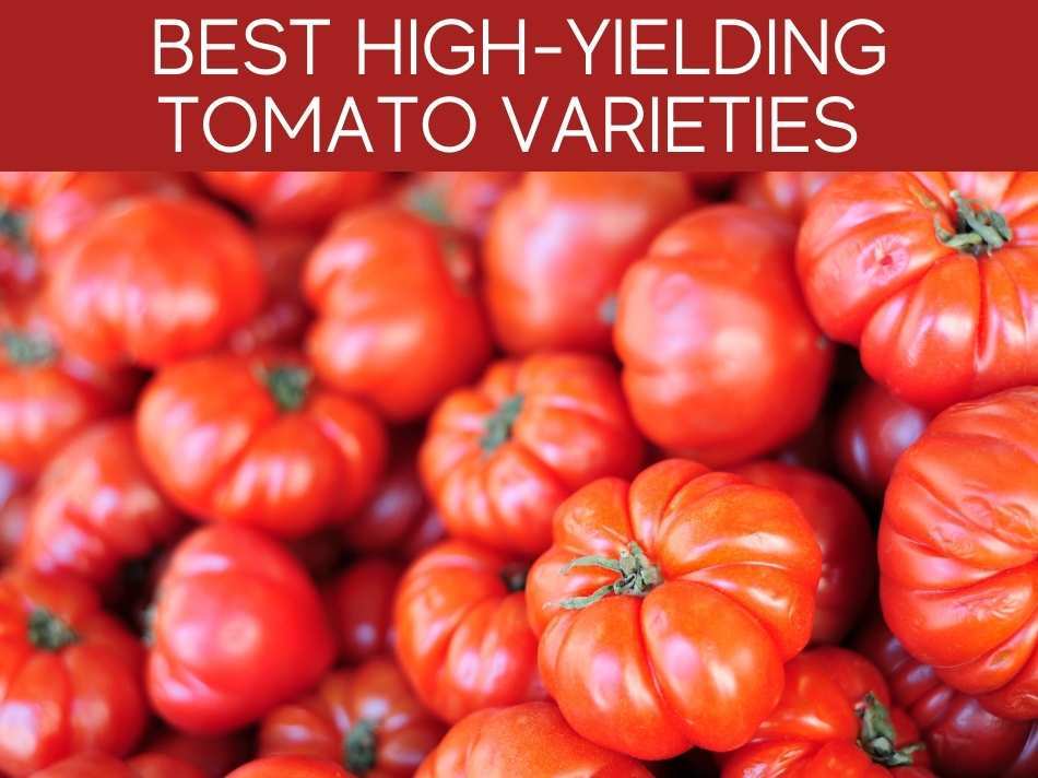 Best High-Yielding Tomato Varieties