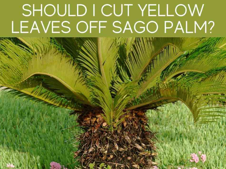 Should I Cut Yellow Leaves Off Sago Palm?