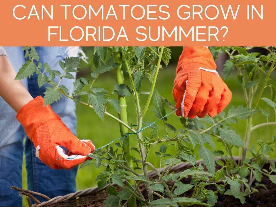 Can Tomatoes Grow In Florida Summer?