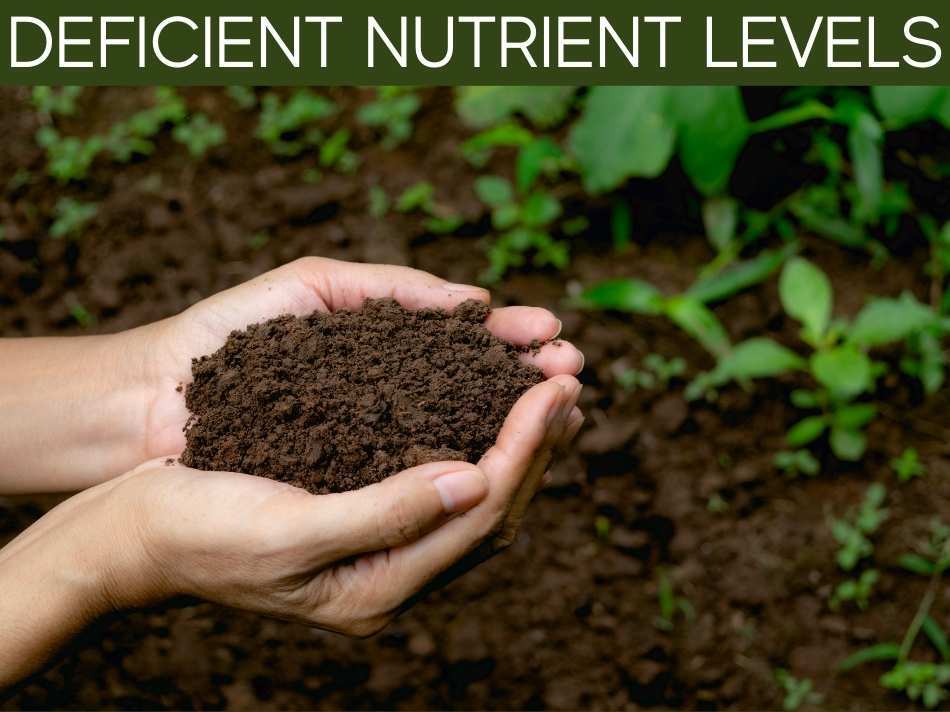 Deficient Nutrient Levels