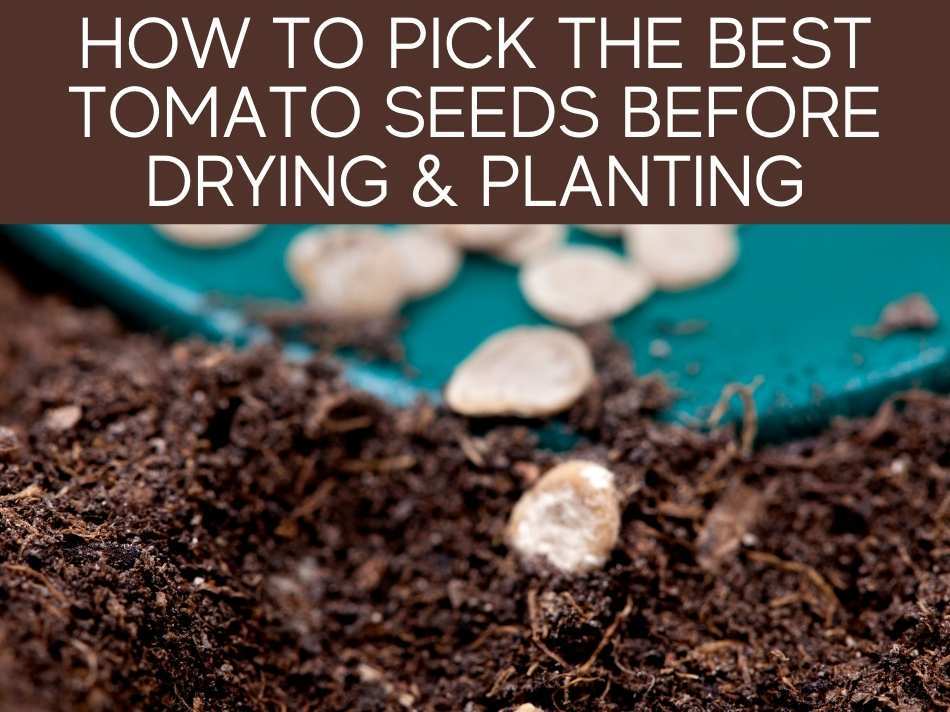 How To Pick The Best Tomato Seeds Before Drying & Planting