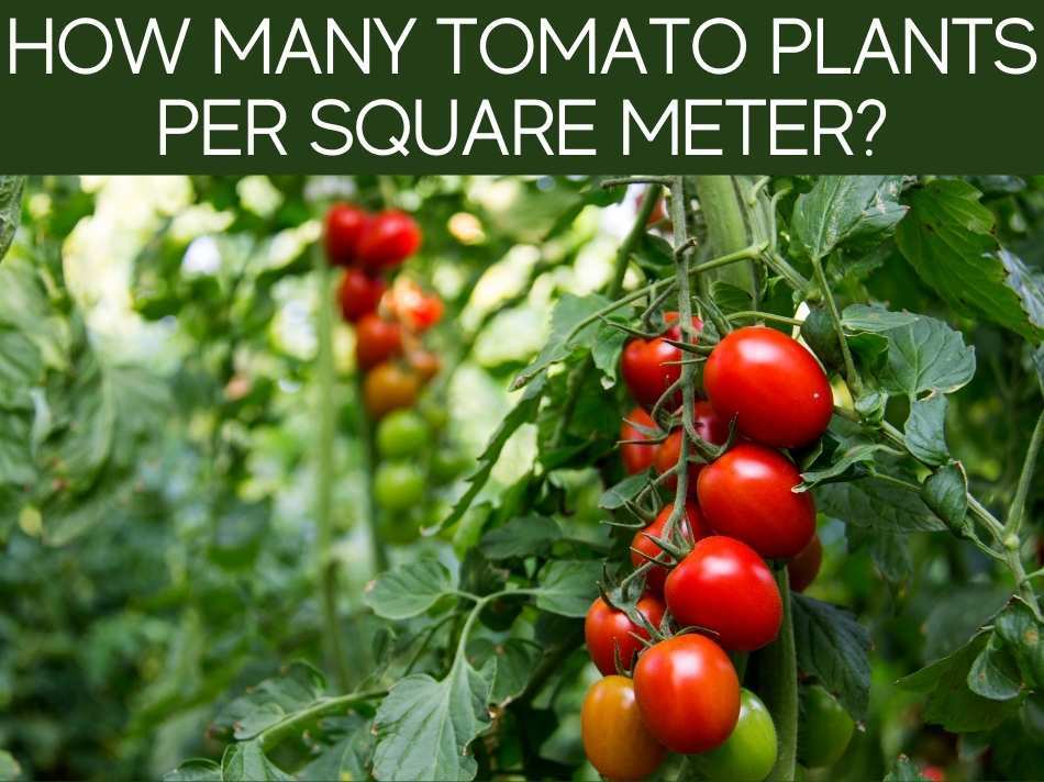 How Many Tomato Plants Per Square Meter?