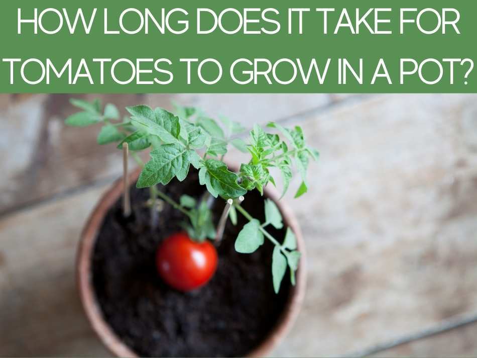 How Long Does It Take For Tomatoes To Grow In A Pot?