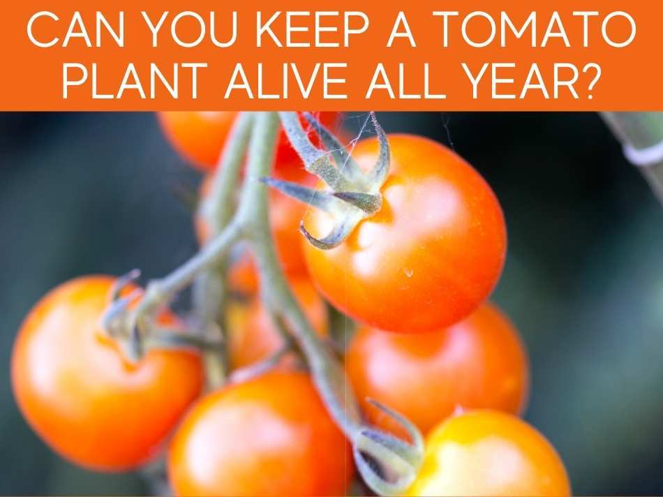 Can You Keep A Tomato Plant Alive All Year?