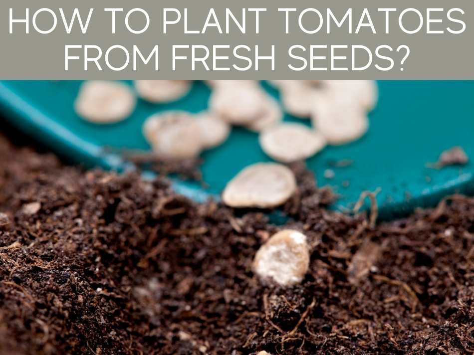 How To Plant Tomatoes From Fresh Seeds?