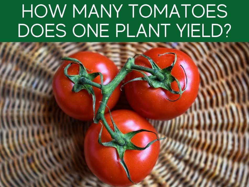 How Many Tomatoes Does One Plant Yield?