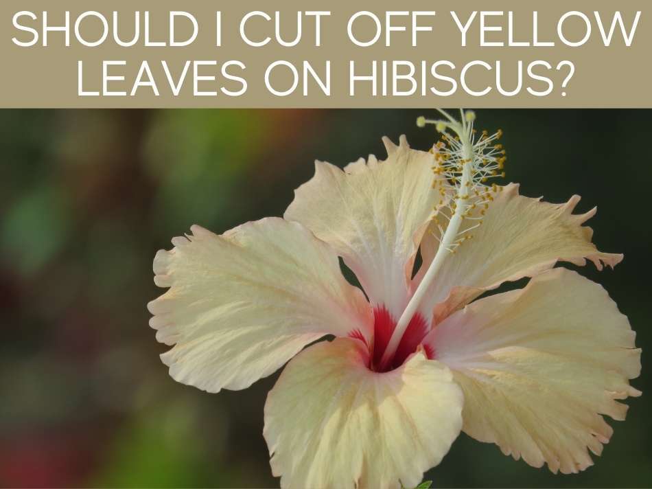 Should I Cut Off Yellow Leaves On Hibiscus?