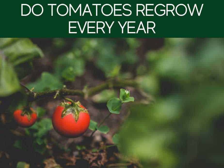 Do Tomatoes Regrow Every Year