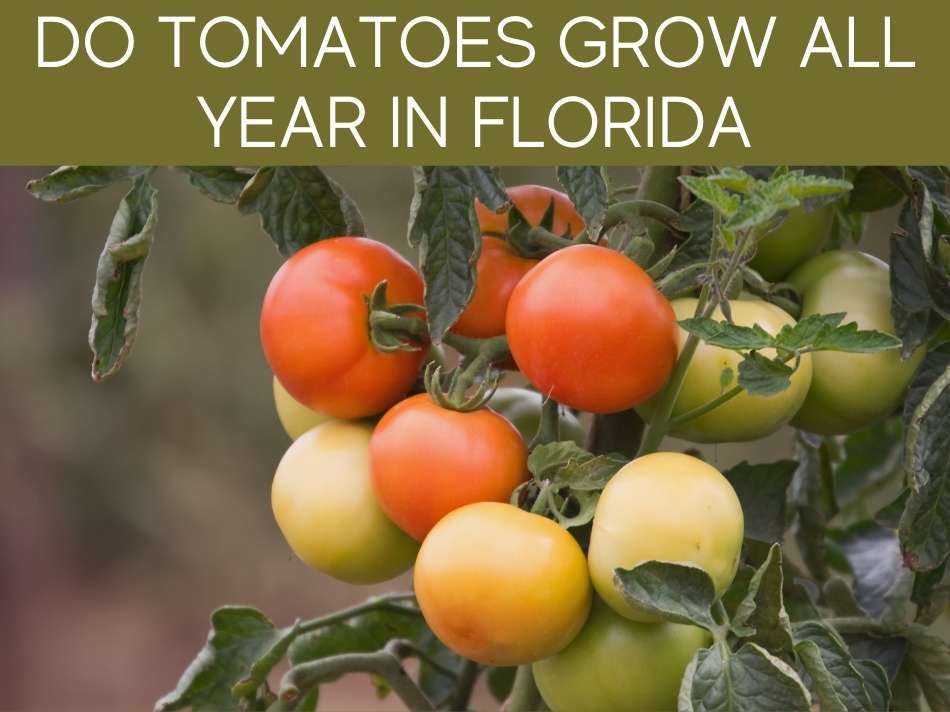 Do Tomatoes Grow All Year In Florida?