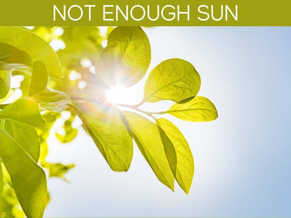 Not Enough Sun