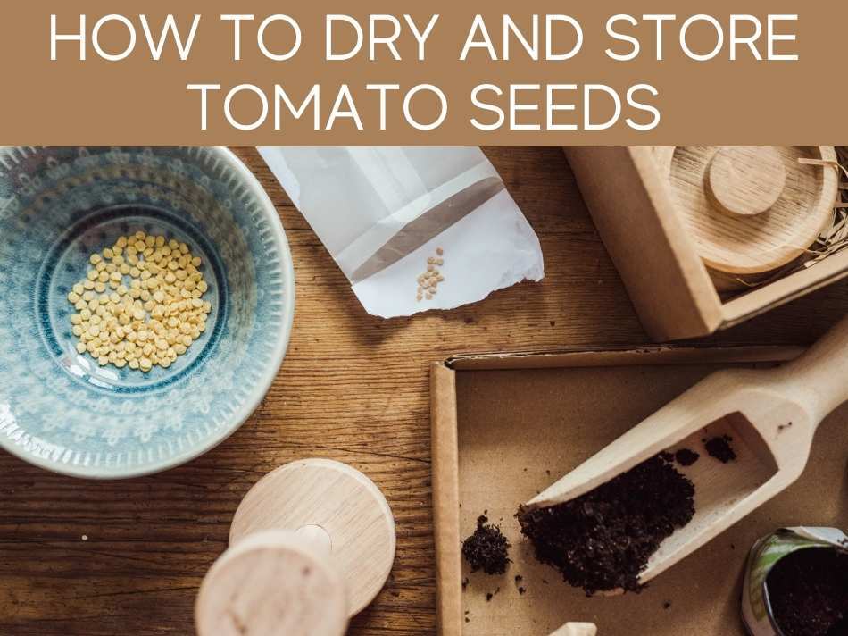 How To Dry And Store Tomato Seeds