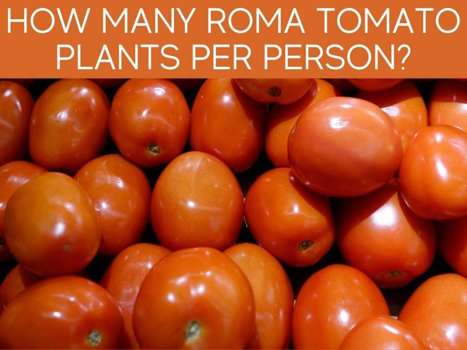 How Many Roma Tomato Plants Per Person?