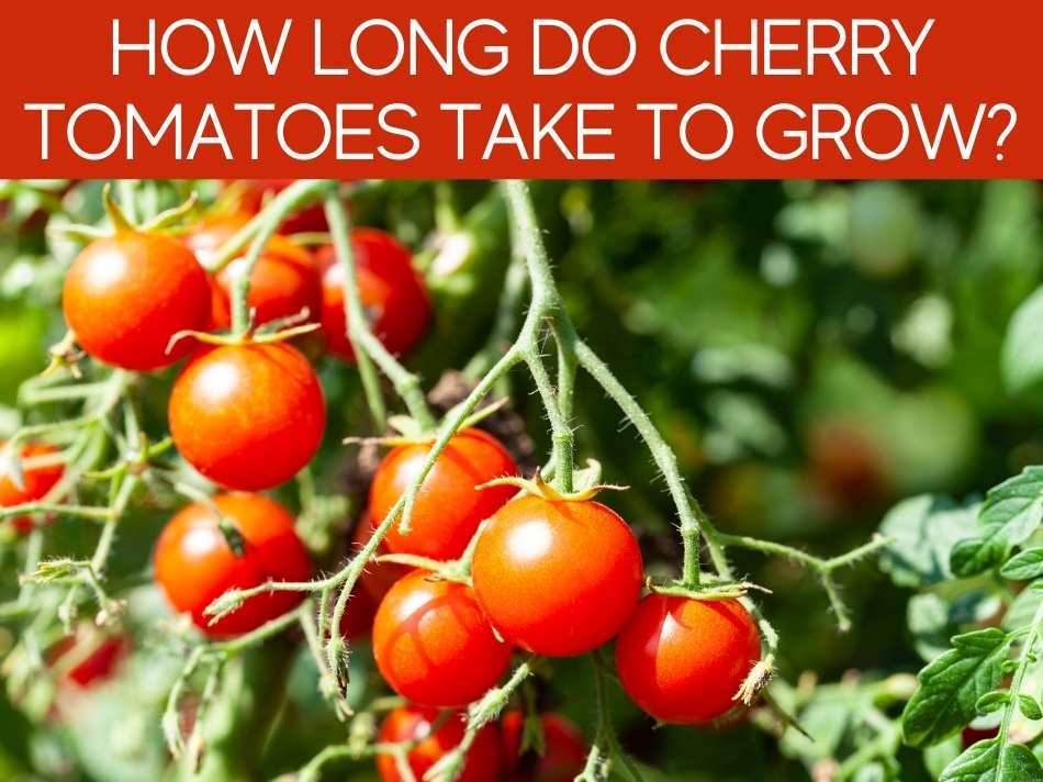 How Long Do Cherry Tomatoes Take To Grow?