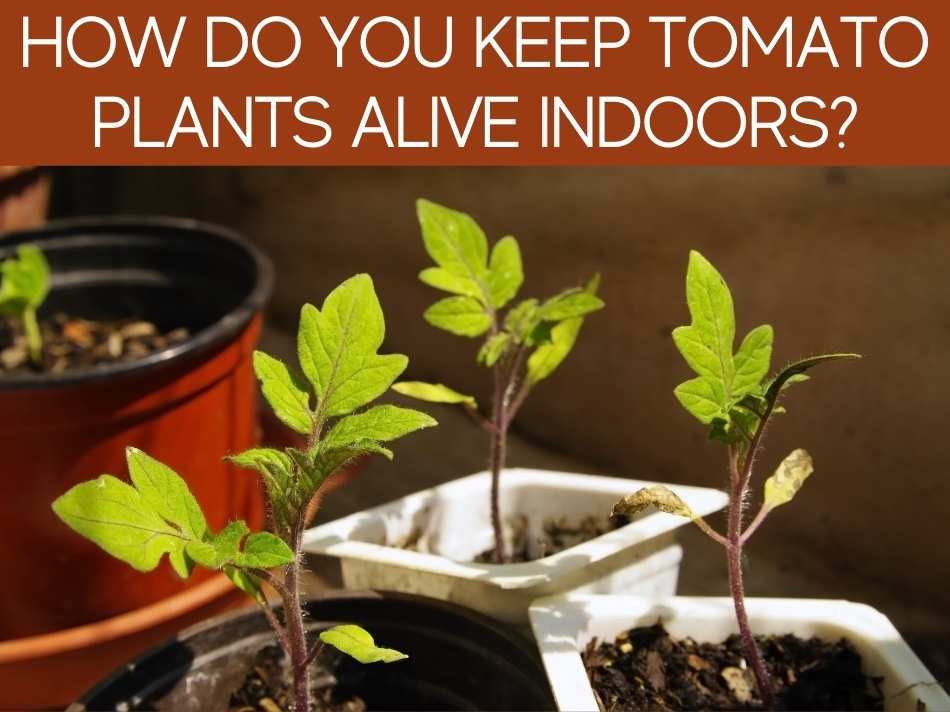 How Do You Keep Tomato Plants Alive Indoors?