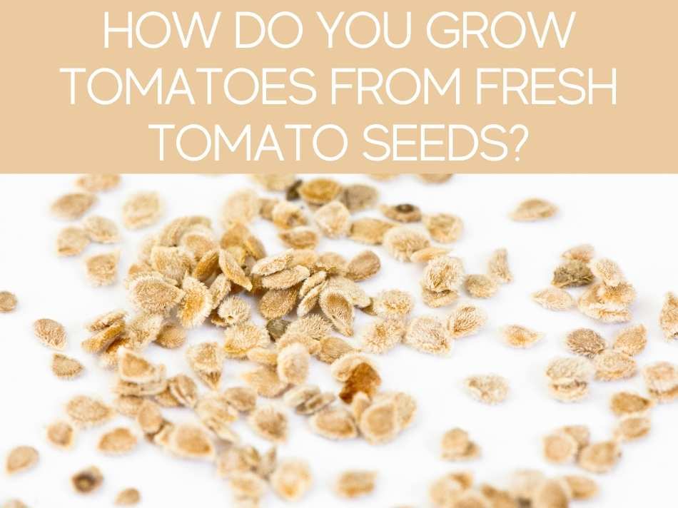 How Do You Grow Tomatoes From Fresh Tomato Seeds?