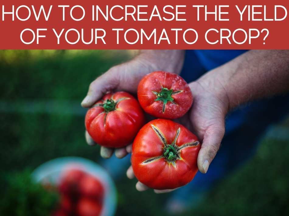 How To Increase The Yield Of Your Tomato Crop?