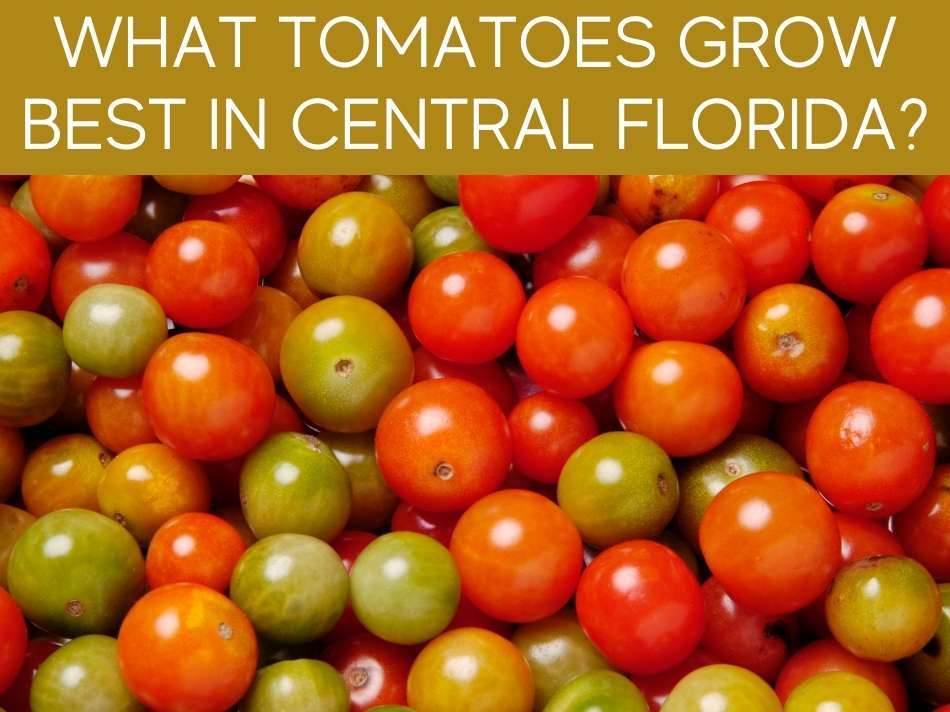 What Tomatoes Grow Best In Central Florida?